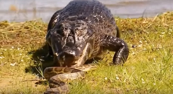 Trong ảnh là cảnh tượng một con trăn thảm đang đối đầu với cá sấu khổng lồ. Xét về ưu thế kích thước, ngoại hình, con trăn thảm yếu thế hơn hẳn.