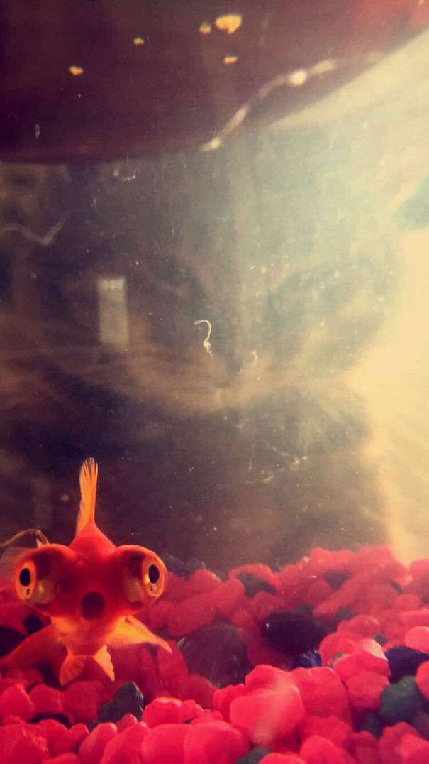 Chú cá vàng đang cố "diễn sâu" để tỏ ra mình rất kinh ngạc. Tuy nhiên, chú ta không hề biết rằng, phía sau, mèo xám đang híp mắt đầy nguy hiểm nhìn mình.