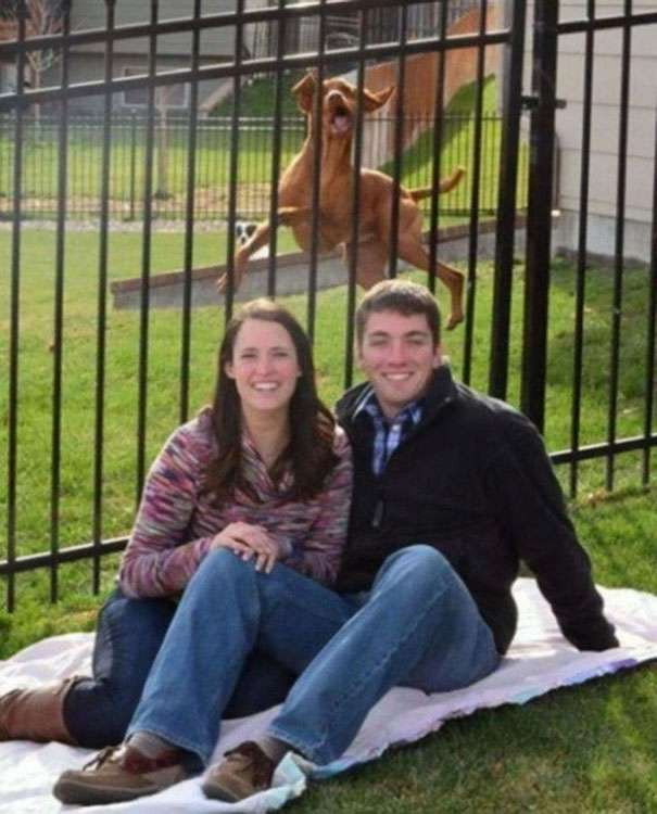 Một bức ảnh kỷ niệm lãng mạn bỗng chốc hóa thành bức ảnh kỷ niệm hài hước khi có sự xuất hiện của một chú chó với khuôn mặt cực kỳ biểu cảm.