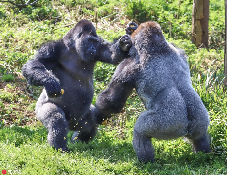 Hai con khỉ đột đồng bằng phía Tây khổng lồ đang chiến đấu dữ dội để tranh giành thức ăn. C