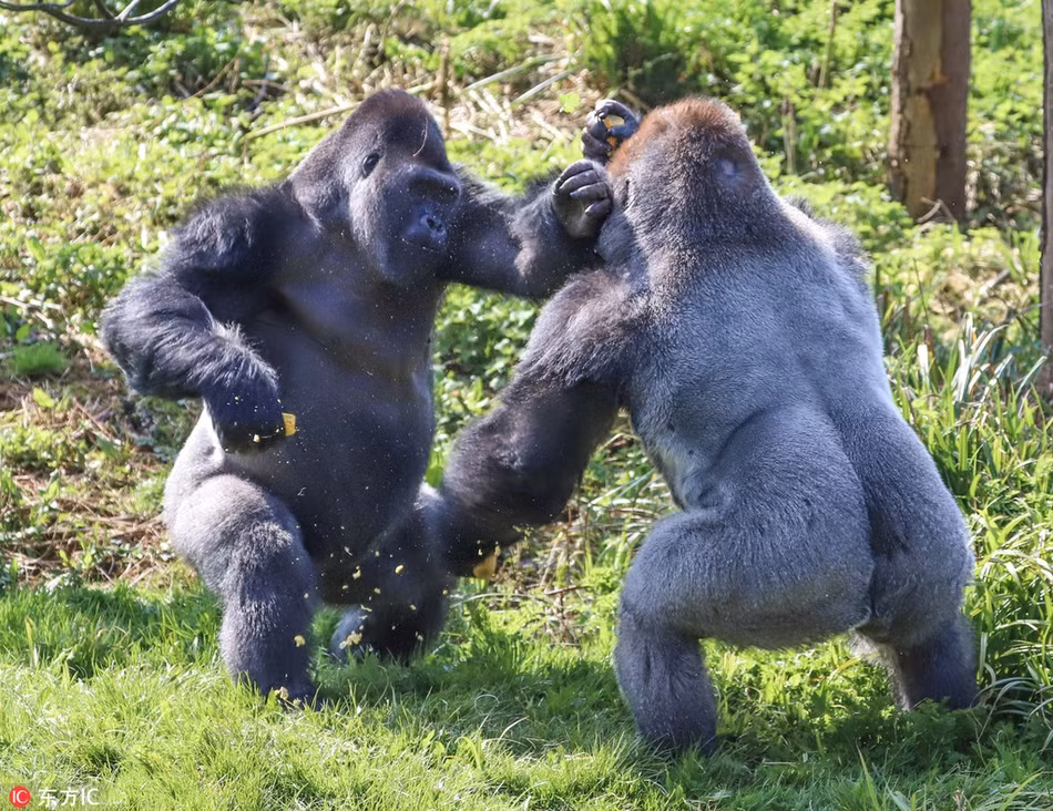 Hai con khỉ đột đồng bằng phía Tây khổng lồ đang chiến đấu dữ dội để tranh giành thức ăn. C