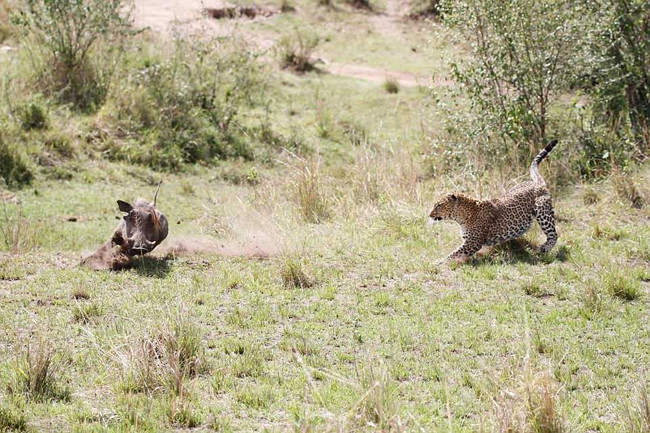 Theo chia sẻ của anh Peter, khoảng hai giờ chiều ngày hôm đó, anh cùng vợ mình đã quan sát thấy một con báo hoa mai cái đang nằm ngủ trong bóng mát của một bụi rậm nhỏ, cách khu cắm trại khoảng 200m.