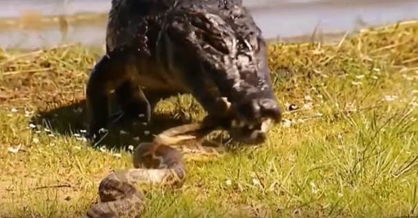 Cá sấu và trăn khổng lồ được biết đến là những loài săn mồi đỉnh cao, thường đứng đầu chuỗi thức ăn trong hệ sinh thái của mình. Chính vì thế, nếu hai loài động vật nguy hiểm này đụng độ, kết quả luôn rất khó đoán.