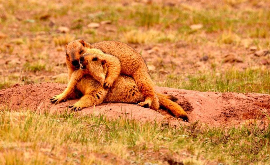 Tưởng chừng trong hoàn cảnh như vậy, sóc marmot phải căng thẳng và mệt mỏi, thế nhưng một đôi sóc marmot đã chứng minh, tình yêu giúp chúng vượt qua tất cả.