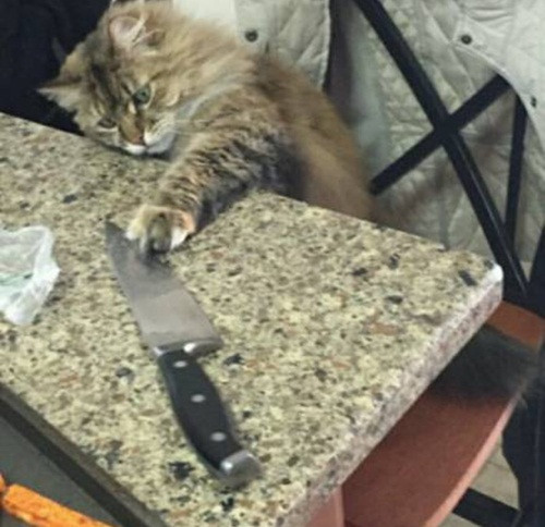 Tò mò nghịch dao và đem giấu đi, mèo cưng không ngờ rằng khoảnh khắc phạm tội của mình đã được ghi lại.