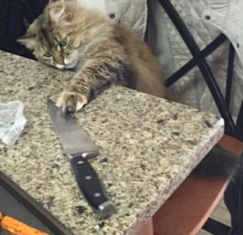 Tò mò nghịch dao và đem giấu đi, mèo cưng không ngờ rằng khoảnh khắc phạm tội của mình đã được ghi lại.
