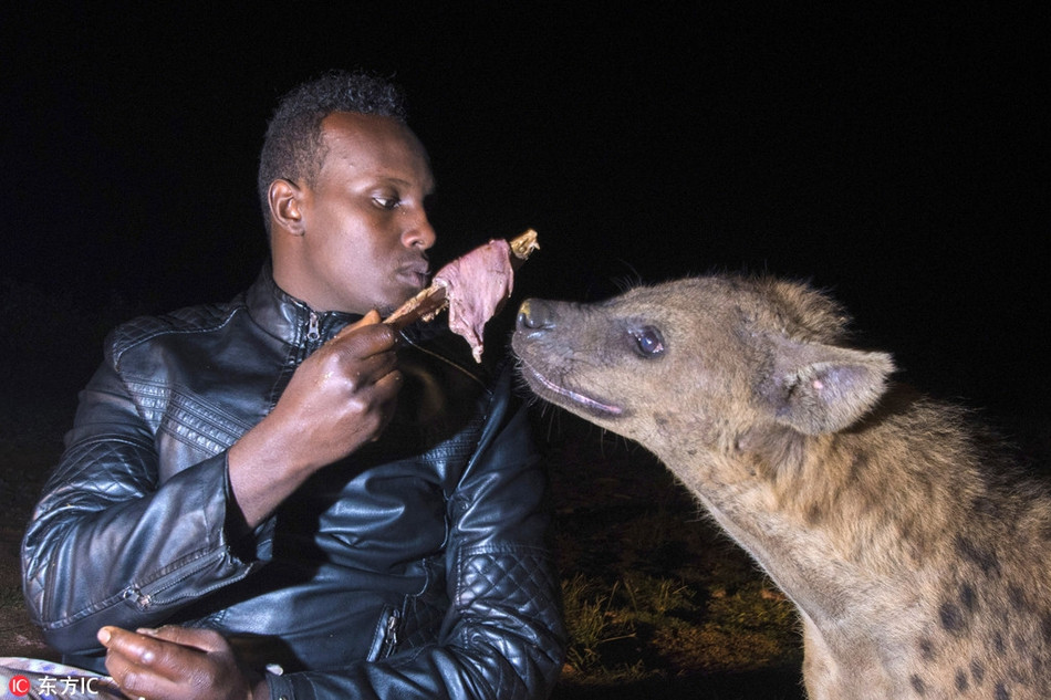 Do mất môi trường sống bởi nạn phá rừng, khai thác tài nguyên của con người, những con linh cẩu thường mạo hiểm vào khu dân cư, tấn công vật nuôi và thậm chí cả con người.