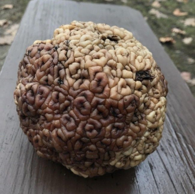 Quả óc khỉ, nhìn giống bộ não phải không nào?