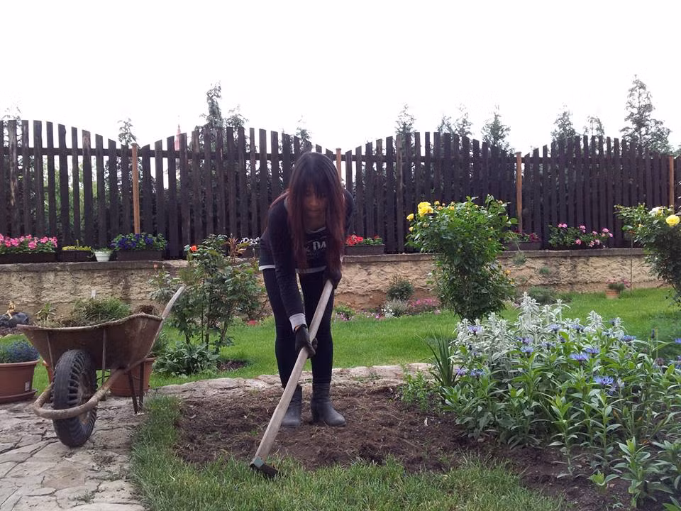 Bí quyết giúp hồng sai hoa của chị là chăm chỉ vun xới, bón phân định kỳ. Thông thường, chị bón phân cho các gốc hồng vào tháng 3 và tháng 11. Hàng ngày chị vẫn đều đặn tưới nước giúp hồng có đủ độ ẩm và thoát nước tốt. Bên cạnh việc bón phân định kỳ, thỉnh thoảng chị vẫn thường tưới phân dành riêng cho hoa hồng.