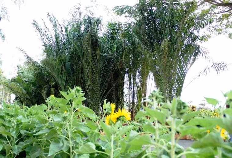 Những ruộng bắp với con đường quanh co, những hàng dừa nước cũng được tái hiện tại hội hoa xuân.