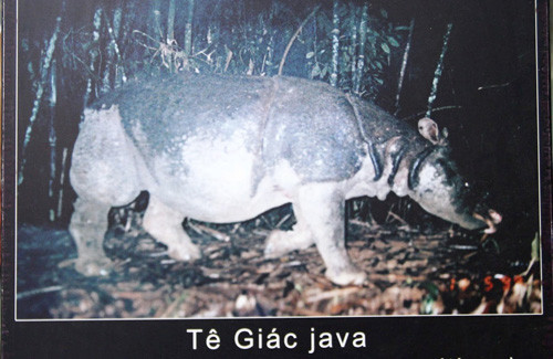 Con tê giác java tại Cát Lộc được các chuyên gia chụp bằng bẫy ảnh tự động trước lúc tuyệt chủng.