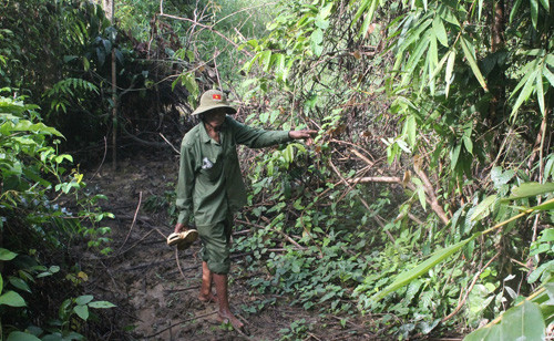Ông Điểu K’Giang chỉ bụi lồ ô, nơi con tê giác thường về kiếm ăn.
