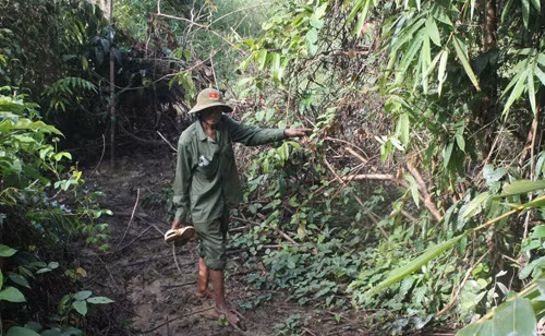 Ông Điểu K’Giang chỉ bụi lồ ô, nơi con tê giác thường về kiếm ăn.