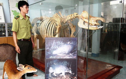 Bộ xương con tê giác cuối cùng đang được trưng bày tại Vườn Quốc gia Cát Tiên