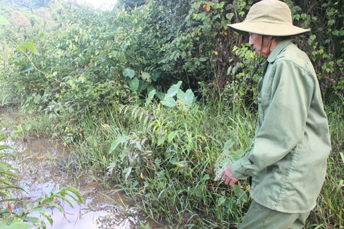 Vùng sình lầy Bàu Chim con tê giác thường hay về tắm bùn và ăn chất khoáng