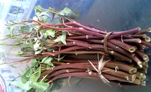 Rau muống là loại thức ăn dân dã gắn liền với cuộc sống của mỗi gia đình người Việt. Rau muống dễ nấu, ăn ngon, có thể ăn sống, xào, luộc, nấu canh. Trong rau muống, đặc biệt là muống đỏ, có một chất rất tốt cho người tiểu đường.