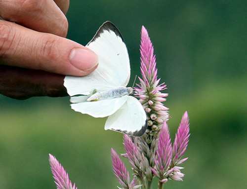 Dung cho tre bat buom bay vao nha, nguy hiem