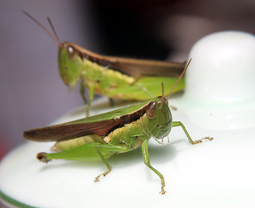 Chau chau nhan nuoi co doc hai?