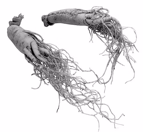 Bị Tào Tháo đuổi, đau bụng dữ dội vì ngậm sâm Bi Tao Thao duoi, dau bung du doi vi ngam sam