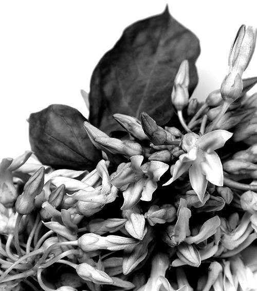 Dùng la thien ly chua sa da con, sa truc trang