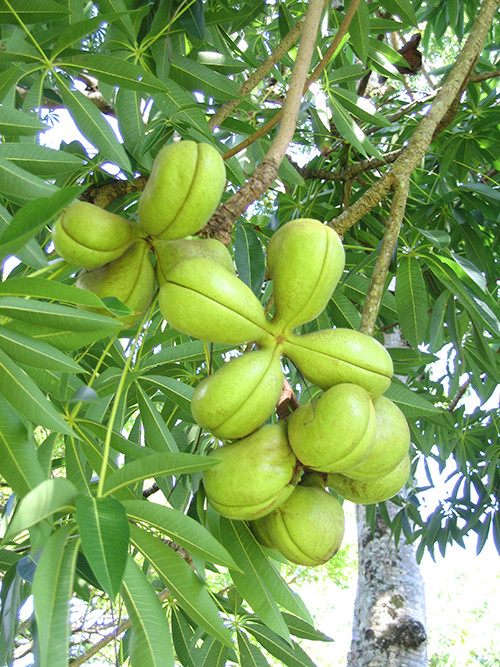 Su that ve cong dung cua mu trom voi suc khoe