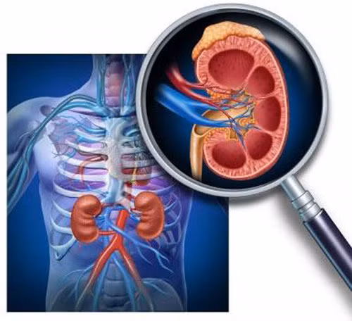 8 bệnh lý về thận rất hay gặp mà bạn nên biết 8 benh ly ve than rat hay gap ma ban nen biet