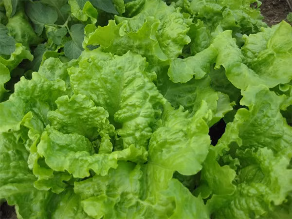 Rau diếp: Dinh dưỡng cao gấp 2 lần rau cải, hàm lượng canxi, chlorphin, xenlulo, vitamin C cao, có 10 axit amin và nhiều vi khoáng... có tác dụng hạ mỡ, khử đường nên rất tốt để phòng ngừa và điều trị chứng mỡ máu cao.