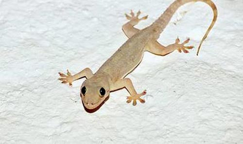 Co nen nuoi thach sung duoi muoi?