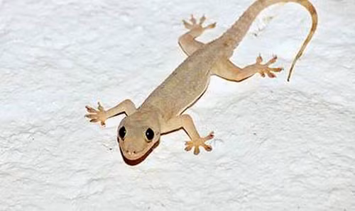 Co nen nuoi thach sung duoi muoi?