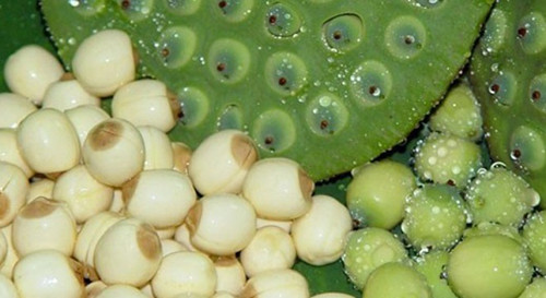 Ruou hat sen giúp dàn ong chũa xuát tinh sóm