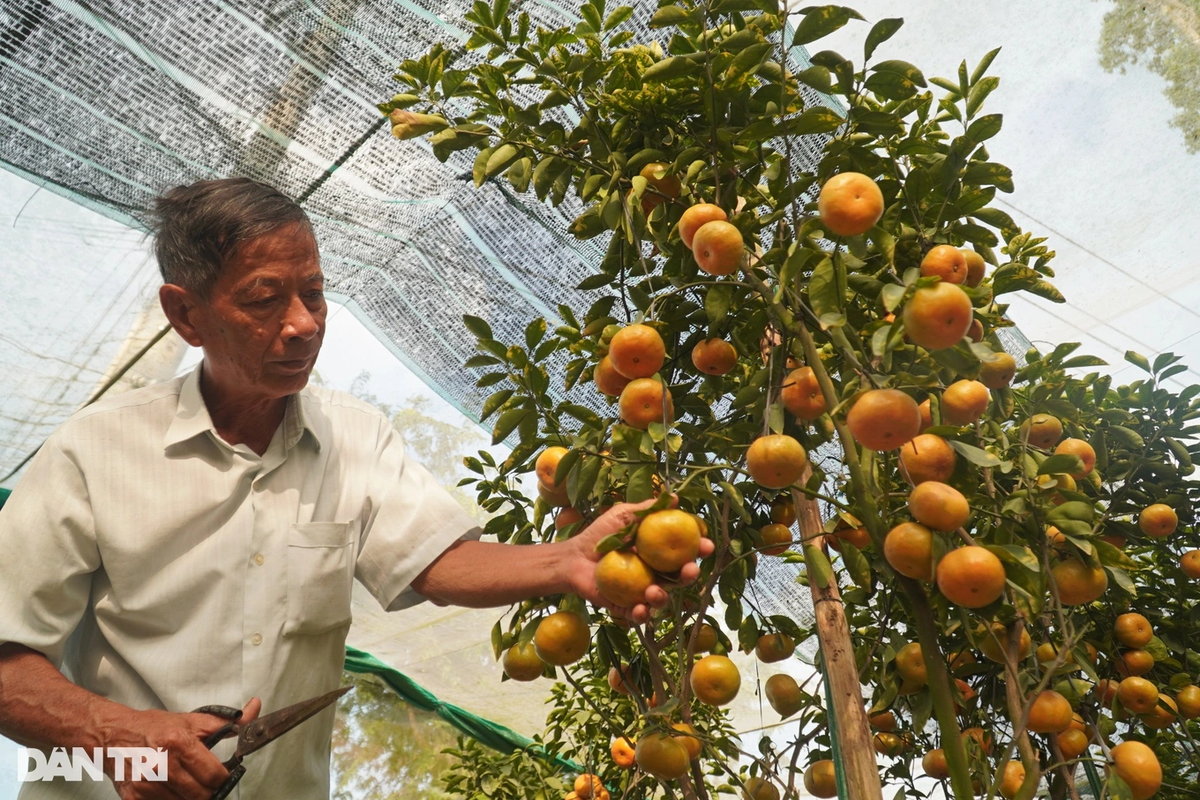 Quyt kieng chung Tet chay hang, Nha vuon lai hang tram trieu