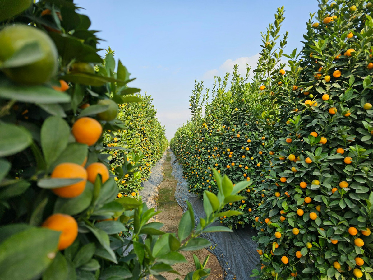 Quat Quang Ba – net Tet rat rieng cua nguoi Ha Noi-Hinh-5