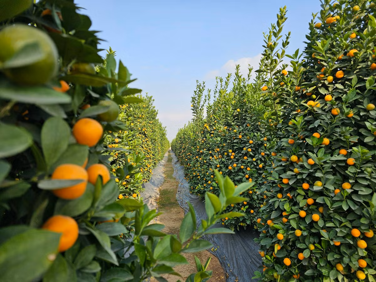 Quat Quang Ba – net Tet rat rieng cua nguoi Ha Noi-Hinh-5