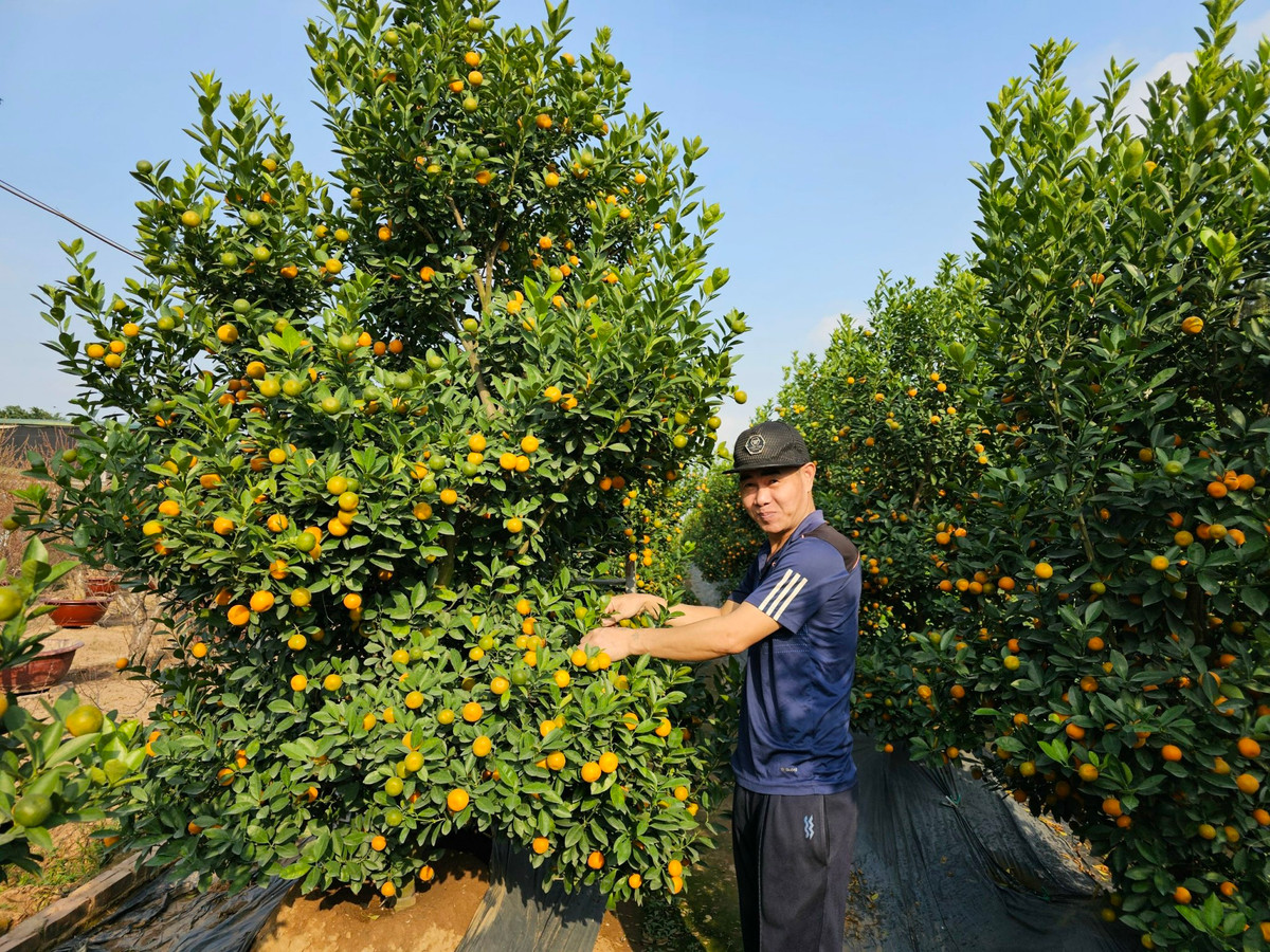 Quat Quang Ba – net Tet rat rieng cua nguoi Ha Noi-Hinh-4