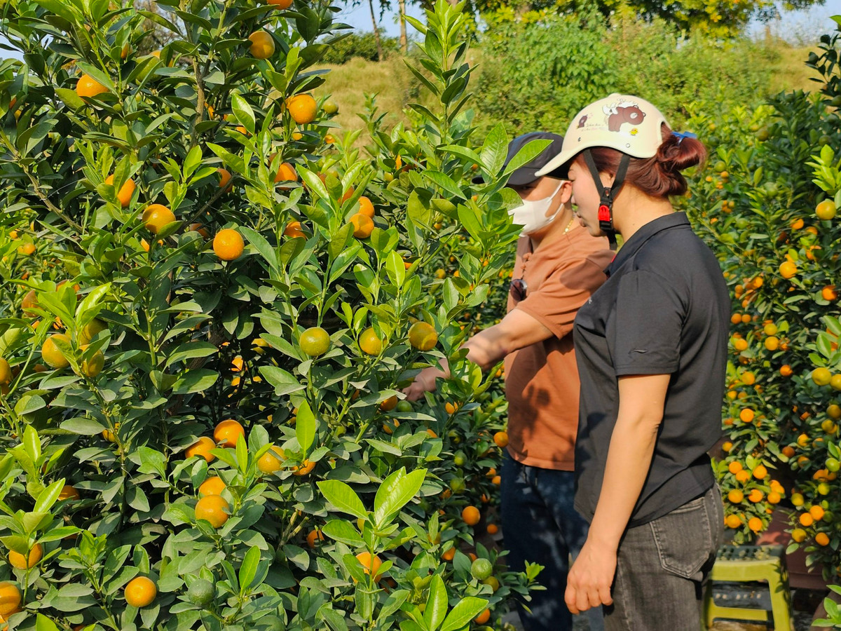 Quat Quang Ba – net Tet rat rieng cua nguoi Ha Noi