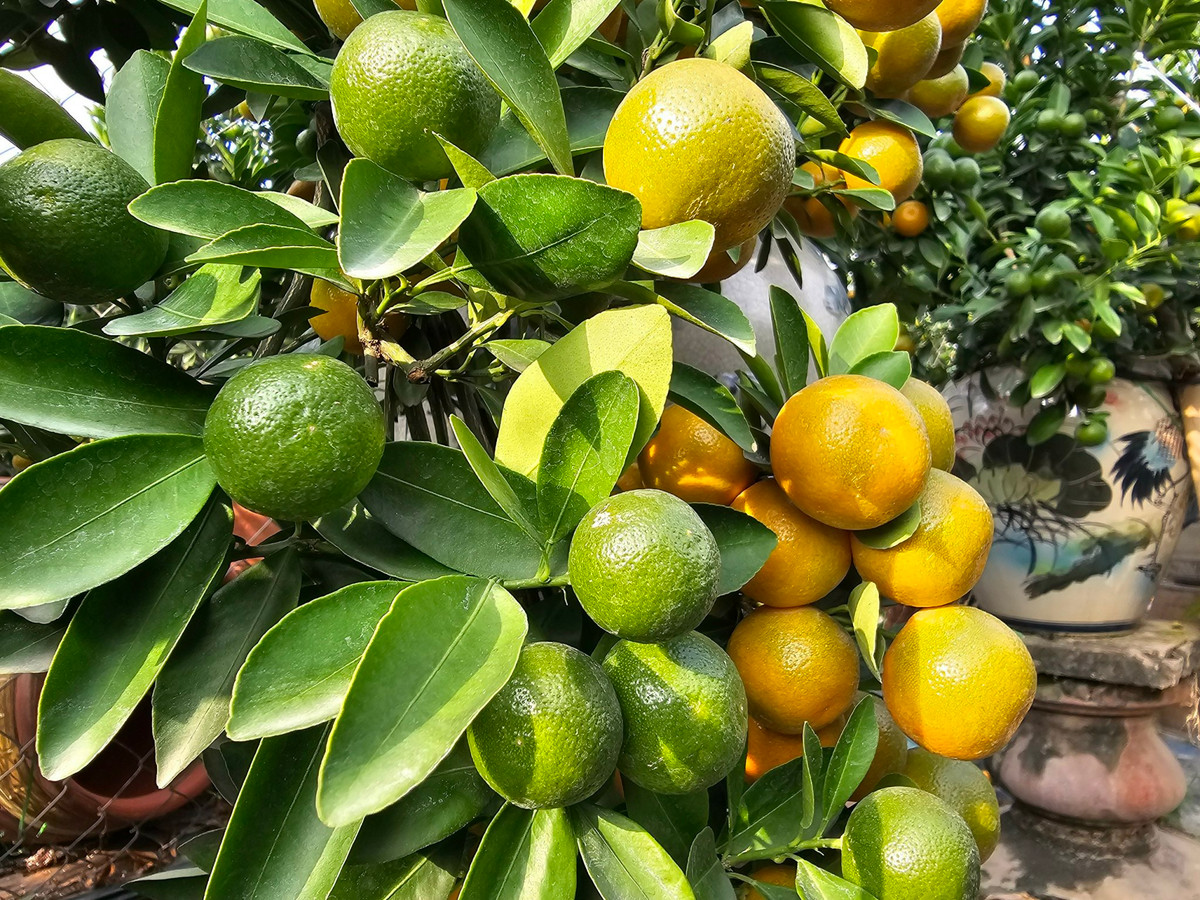 Quat Quang Ba – net Tet rat rieng cua nguoi Ha Noi-Hinh-3