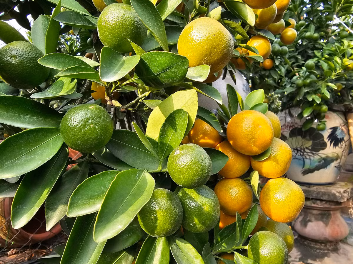 Quat Quang Ba – net Tet rat rieng cua nguoi Ha Noi-Hinh-3