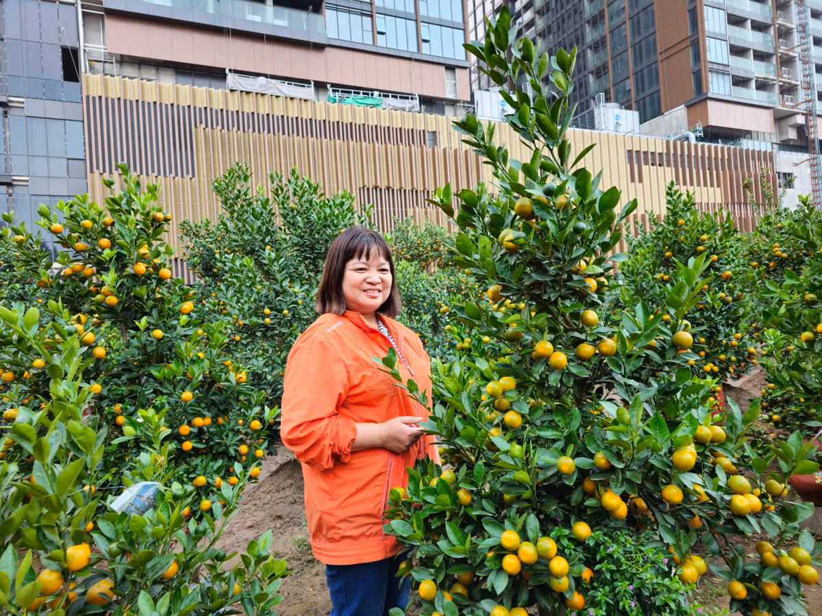 Thủ phủ quất Hà Nội than trời vì ế, chấp nhận hạ giá - Hình 4 Thu phu quat Ha Noi than troi vi e, chap nhan ha gia-Hinh-4