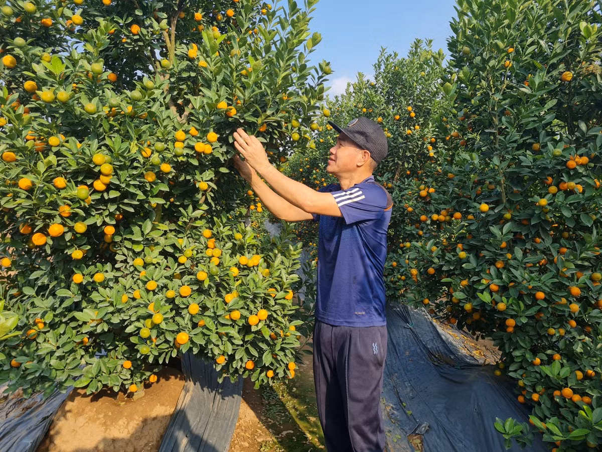 Thủ phủ quất Hà Nội than trời vì ế, chấp nhận hạ giá - Hình 3 Thu phu quat Ha Noi than troi vi e, chap nhan ha gia-Hinh-3