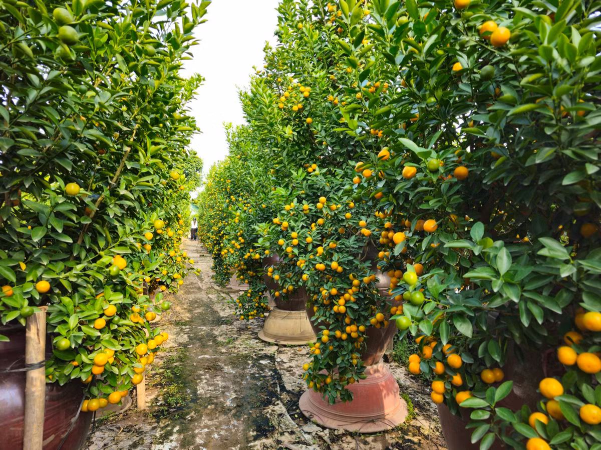 Thủ phủ quất Hà Nội than trời vì ế, chấp nhận hạ giá - Hình 2 Thu phu quat Ha Noi than troi vi e, chap nhan ha gia-Hinh-2