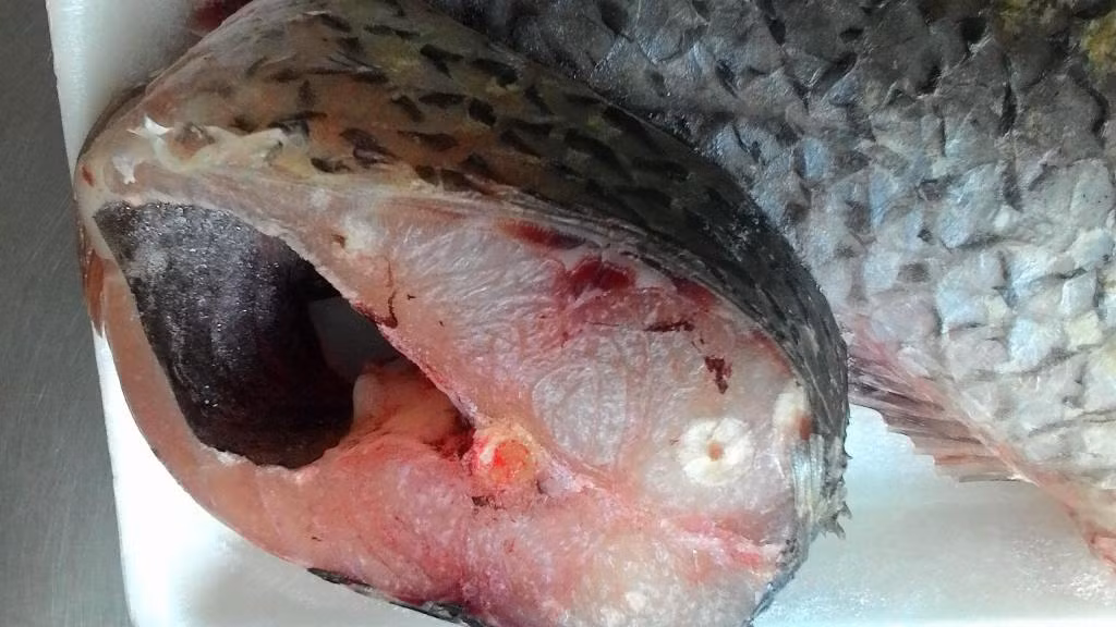 Nguyên liệu đầu tiên trong nồi cá kho nổi tiếng này chính là cá trắm đen sông. Loại cá này được nuôi ở tự nhiên nên thịt chắc thơm ngọt kho rất ngon.