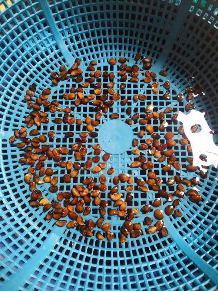 Chữa đờm vướng ở đường thở. Nguyên liệu bài thuốc: hạt cải bẹ 4g, hạt gấc 12g, một dược 12g, quế tâm 12g, mộc hương 12g.