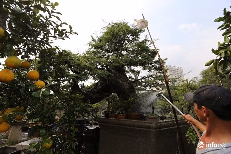 Cây me tiền tỷ có kiểu dáng độc đáo, lạ mắt tựa hồ như “thác đổ, mây bay”. Với phần thân cây nhìn như 1 ngọn thác chảy. Cành cây nhiều tầng, xòe ra trông như một ngọn núi, xen kẽ là những quả me chín mọng. Gốc cây sần sùi tạo nên hình dáng lạ, đẹp mắt.