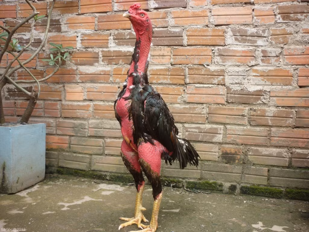 Gà chọi là loại gà ngon cuối cùng chúng tôi muốn đề cập tới trong bài viết này. Gà chọi thường có xương to, thịt rắn chắc.