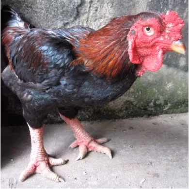 Gà hồ: Loại thịt gà này được mệnh danh là loại gà đặc sản tiến vua nổi tiếng và quý giá.