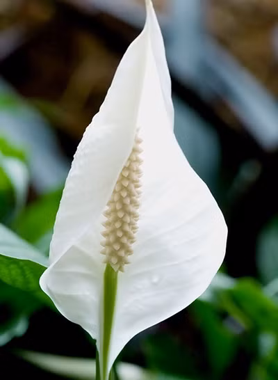 Đặc biệt loài cây này rất hợp sống trong bóng râm nên bạn có thể yên tâm trồng chơi trong nhà mà không lo cây bị chết vì thiếu ánh sáng mặt trời.