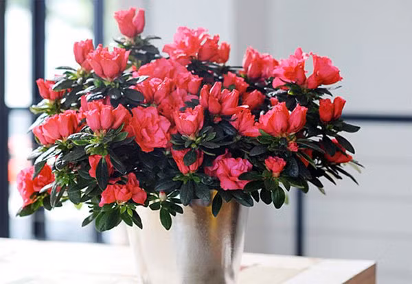 Cây hoa đỗ quyên với màu sắc hoa đỗ quyên đa dạng và rực rỡ là lựa chọn tuyệt vời để trồng trong nhà dịp Tết.