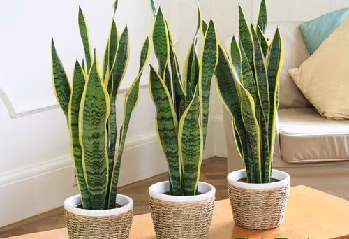 Cuối cùng trong bài viết này Kiến Thức muốn nhắc đến cây hoa lưỡi hổ. Loại cây này thường chỉ ra hoa vào dịp Tết nên rất phù hợp để trang trí làm đẹp nhà bạn.