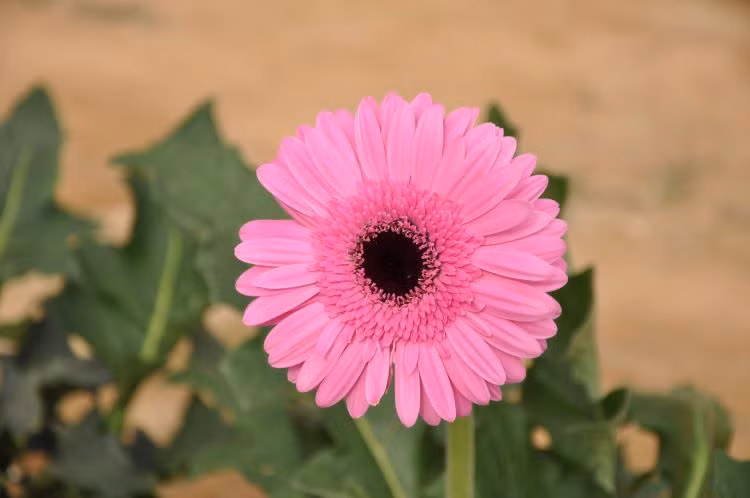 Hoa đồng tiền còn đặc biệt có ích trong việc lọc không khí, khí benzen lơ lửng trong nhà nhất là những ngôi nhà mới sơn xong.