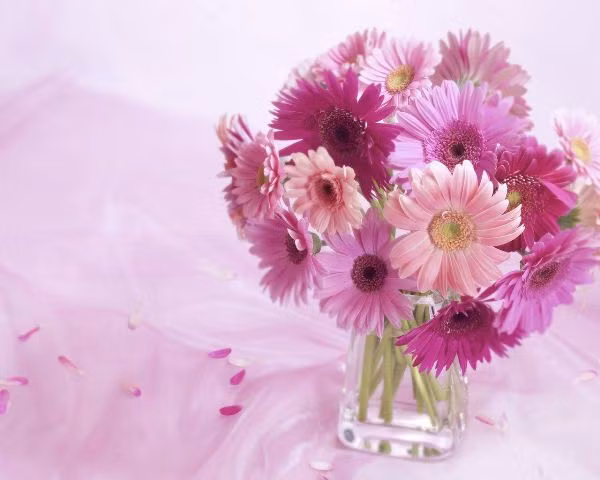 Mùa xuân bạn cũng đừng bỏ qua hoa đồng tiền may mắn khi chọn hoa cảnh chơi Tết.